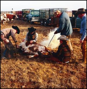 Primary view of object titled '[Group of men branding a calf]'.