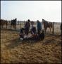 Photograph: [Five cowboys branding a calf (distant view)]