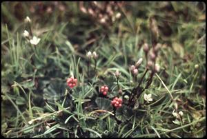 Primary view of object titled 'Tiny berries'.