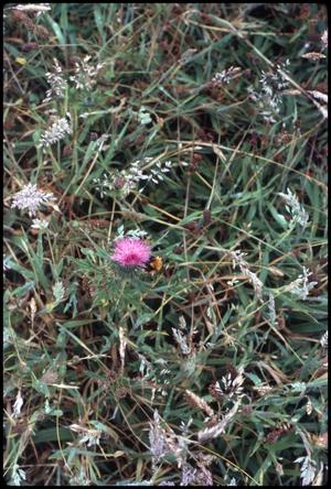 Primary view of Grass and flowers