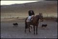 Photograph: Gaucho and horse dogs