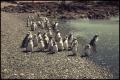 Photograph: Penguins