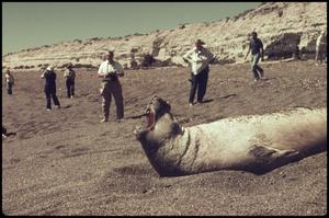 Primary view of object titled 'People run to see 'Yawn' - sea lion'.