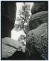 Photograph: [Photograph of tree from two large stones]