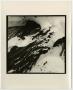 Photograph: [Photograph of tree covered in snow]