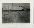 Photograph: [Photograph of dilapidated buildings]