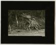 Photograph: [Photograph of an uprooted tree]