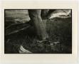 Photograph: [Photograph of two trees]