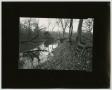 Photograph: [Photograph of stream through a forest, 6]