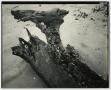 Photograph: [Photograph of driftwood]