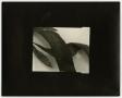 Photograph: [Photograph of dried leaves]