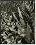 Photograph: [Photograph of leaves with dew-drops]