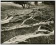 Photograph: [Photograph of fallen trees]