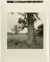 Photograph: [Photograph of a lone tree]