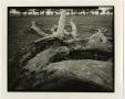 Photograph: [Photograph of dead tree branches]