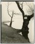 Photograph: [Photograph of trees by lake]