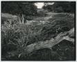 Photograph: [Photograph of tree branches on the ground]