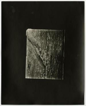 Primary view of object titled '[Photograph of tree bark]'.