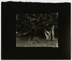Primary view of object titled '[Long exposure photograph of a tree]'.