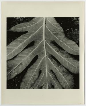 Primary view of object titled '[Close up photograph of a leaf]'.