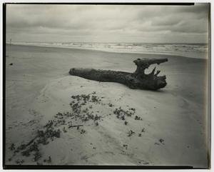 Primary view of object titled '[Photograph of drift wood on a beach]'.