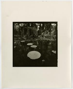 Primary view of object titled '[Photograph of lily pads in a swamp]'.