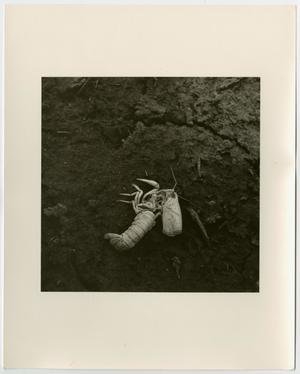 Primary view of object titled '[Photograph of a dead shellfish]'.
