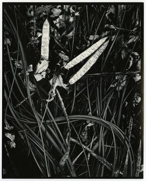Primary view of object titled '[Photograph of reeds and leaves]'.