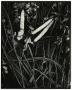 Thumbnail image of item number 1 in: '[Photograph of reeds and leaves]'.