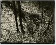 Photograph: [Photograph of bamboo shoots]