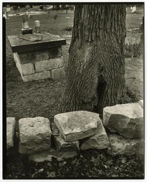 Primary view of object titled '[Photograph of tree trunk]'.