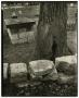 Thumbnail image of item number 1 in: '[Photograph of tree trunk]'.