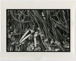 Primary view of object titled '[Photograph of reeds and leaves]'.