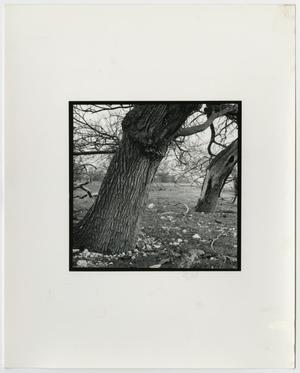 Primary view of object titled '[Photograph of two crooked tree trunks]'.