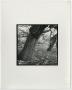 Photograph: [Photograph of two crooked tree trunks]