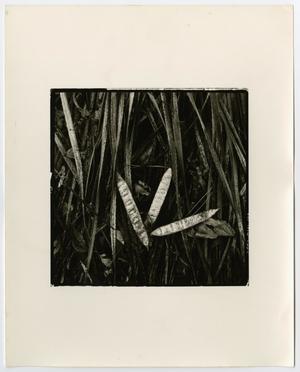 Primary view of object titled '[Photograph of reeds and leaves, 2]'.