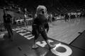 Photograph: ["Eppy" at the NCAA men's basketball playoffs]
