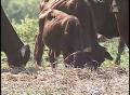 Video: [News Clip: Starving Cattle]