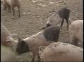 Video: [News Clip: Pig Roundup]
