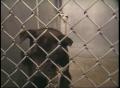 Video: [News Clip: Animal Shelter]