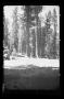 Photograph: [Landscape at Yosemite National Park]