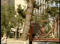 Video: [News Clip: Tree Lift]
