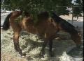 Video: [News Clip: Starved Horses]