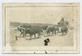 Primary view of [Cows Pulling Wagon]
