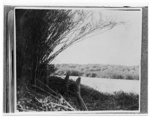 Primary view of object titled 'Cane Break at Gum Hollow'.