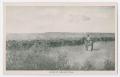 Primary view of [Cattle and Cowboys]