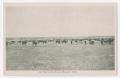 Postcard: [Postcard of a Cattle Range]