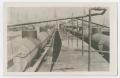 Thumbnail image of item number 1 in: '[Photograph of Oil Tank Trains]'.