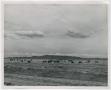 Thumbnail image of item number 1 in: '[Cattle near Fort Stockton]'.