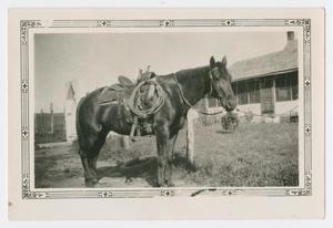 Primary view of object titled '[Mutt the Horse]'.